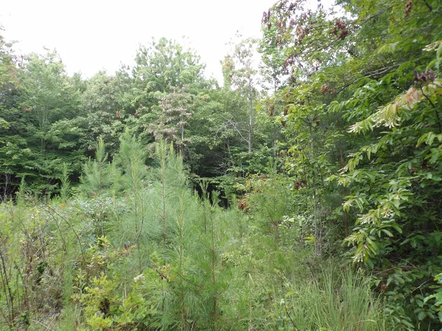 $39,000 | 0 Greenfields Road, Spencer, TN 38585