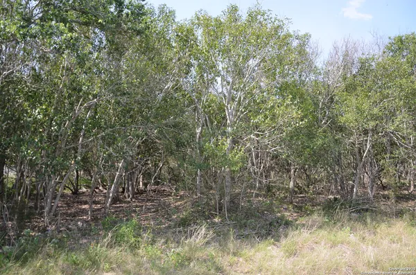 a view of a lake with lots of trees
