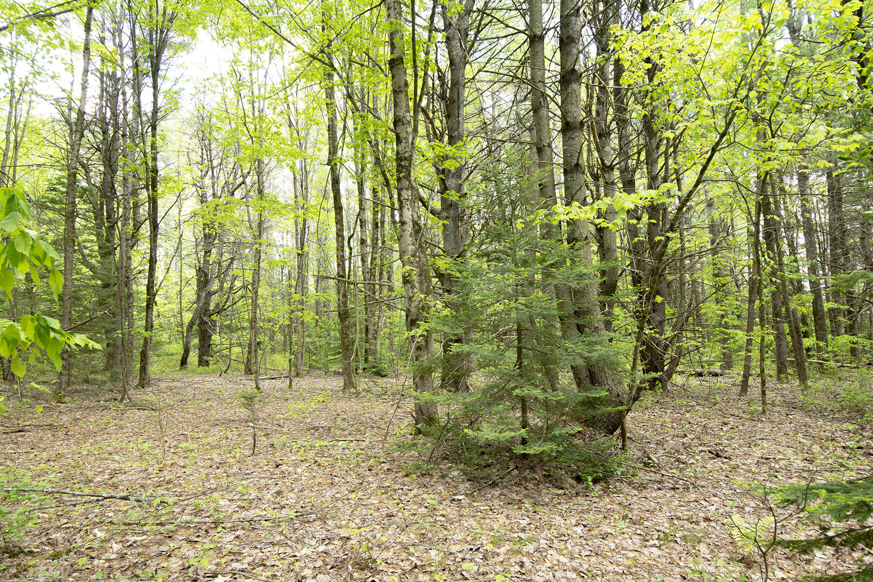 Lot 1 Plummer Road Richmond, ME 04357 - Photo 7 of 16 Clearing looking toward road
