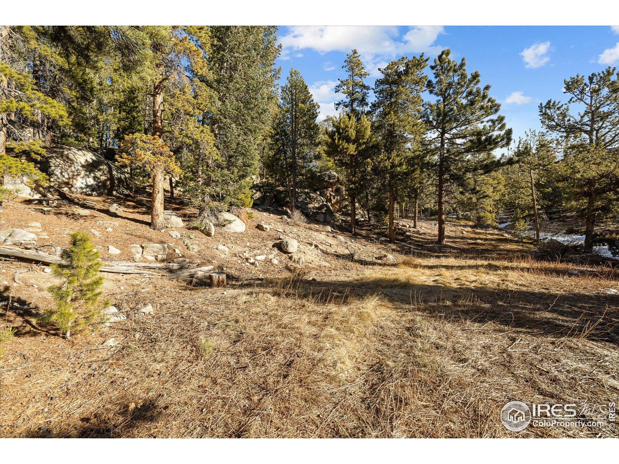 246 Rudi Lane West Golden, CO 80403 - Photo 41 of 48 a view of a yard with a tree