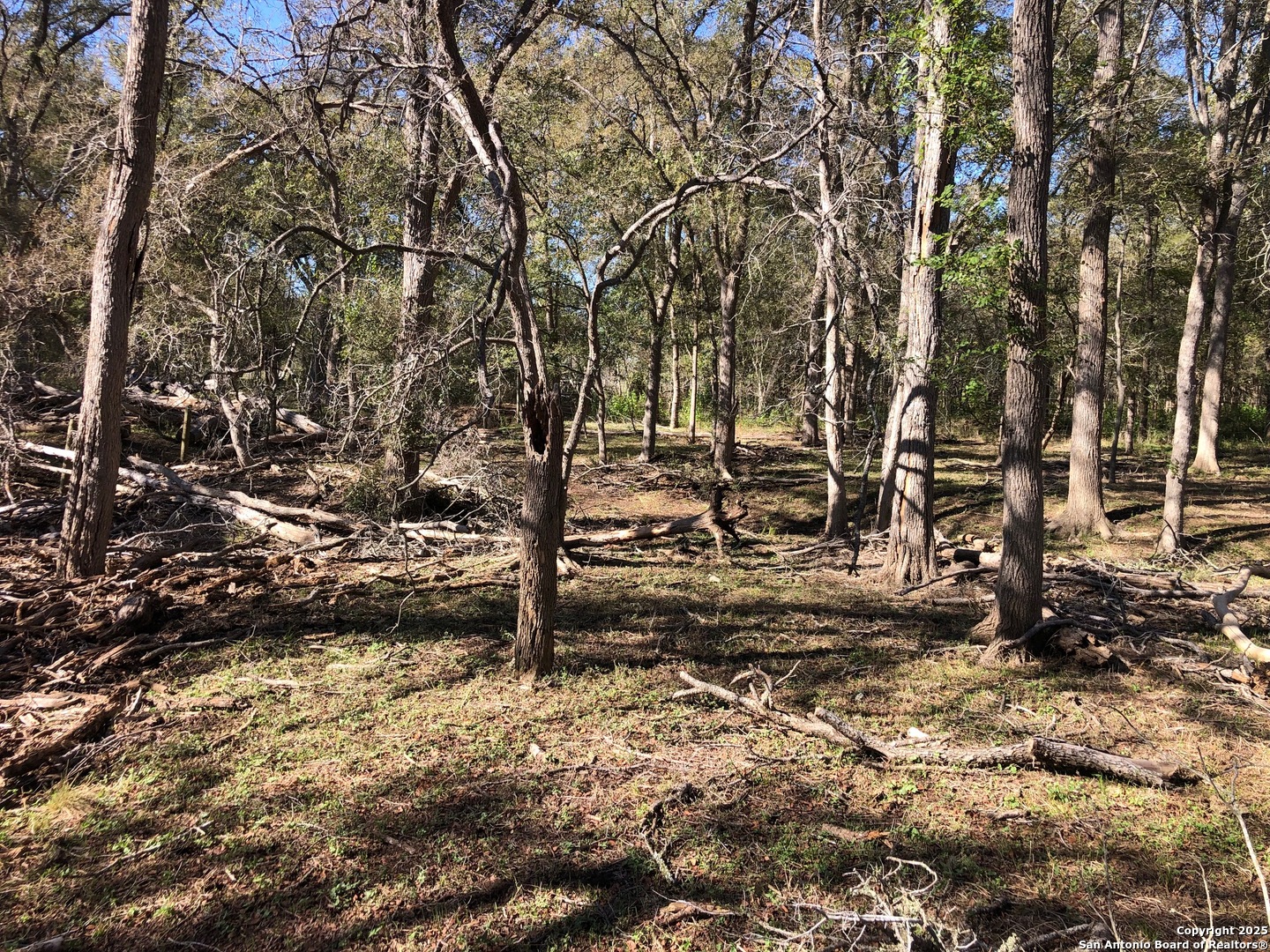 0 Single Oak Road Seguin, TX 78155 - Photo 14 of 15 a view of a yard with trees