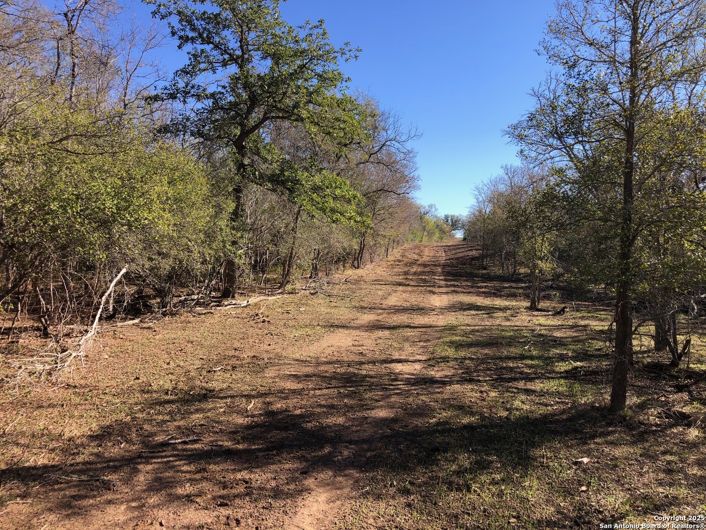 0 Single Oak Road Seguin, TX 78155 - Photo 10 of 15 a view of dirt yard with a large tree
