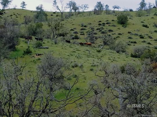 Ellen Blue Road Caliente, CA 93518 - Photo 3 of 6