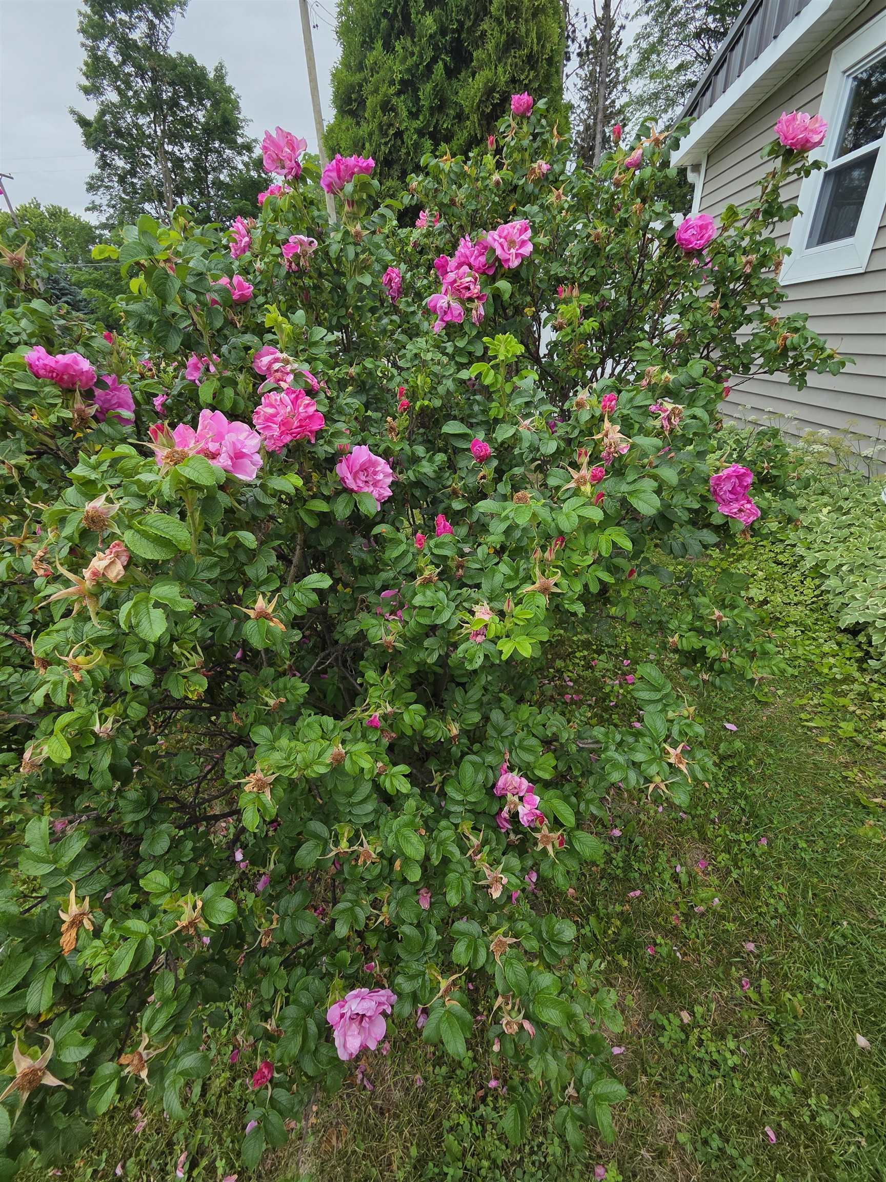 446 Whaley Street Cadillac, MI 49601 - Photo 39 of 57