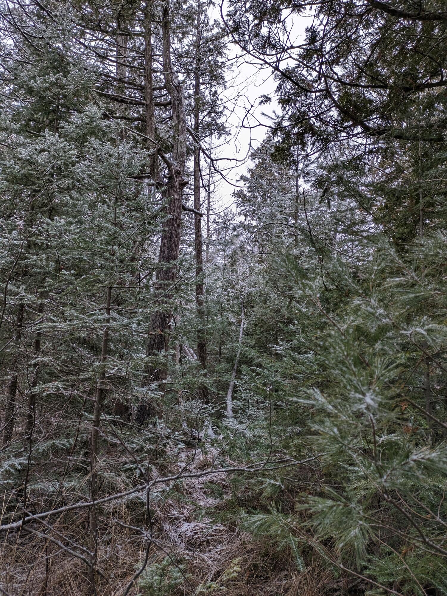 12642 Airport Road Atlanta, MI 49709 - Photo 57 of 105 Gallery Image 57