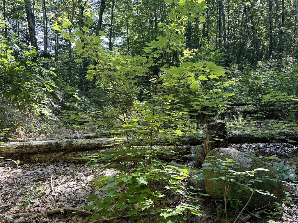 72 Wire Village Road Spencer, MA 01562 - Photo 2 of 3 a view of a tree