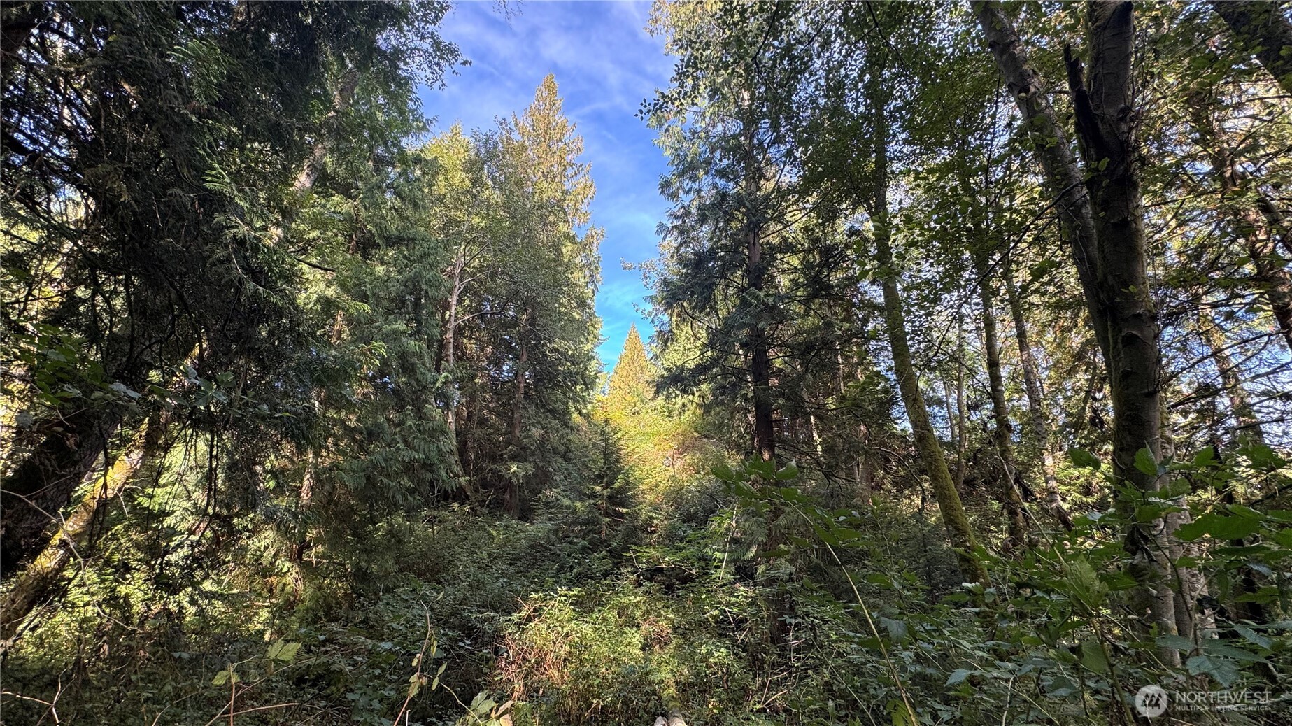 0 East Heggeness Road Clinton, WA 98236 - Photo 5 of 19 a view of forest