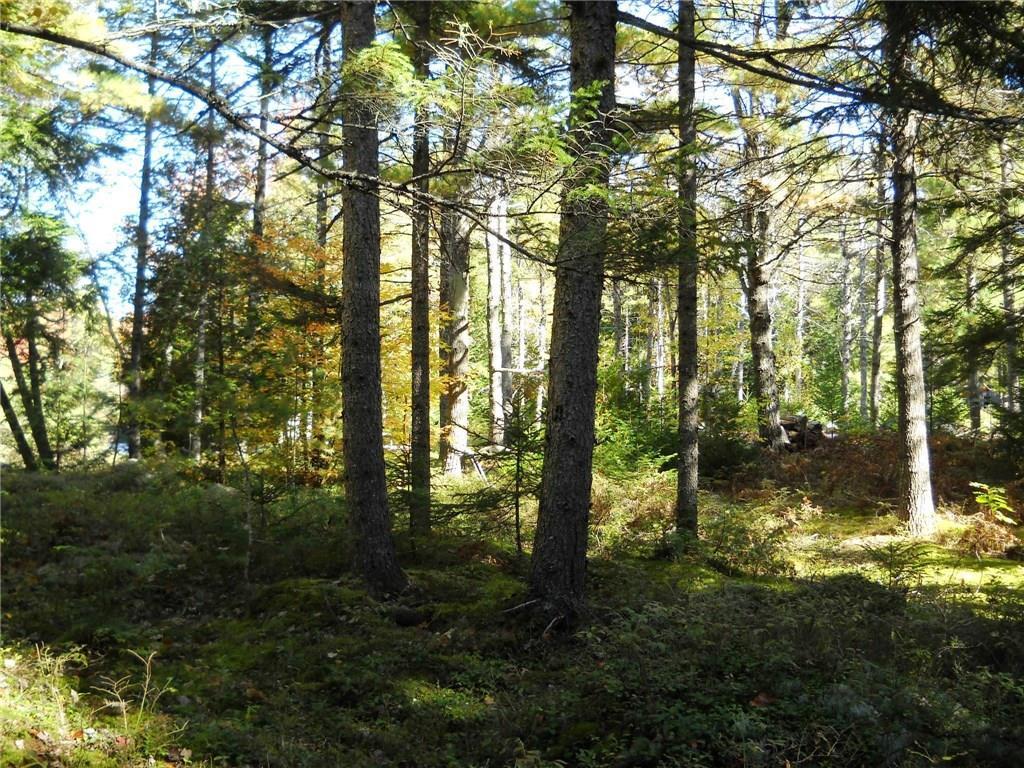 0 River Bend Road Deblois, ME 04622 - Photo 8 of 8 Thoughtful clearing will provide a...