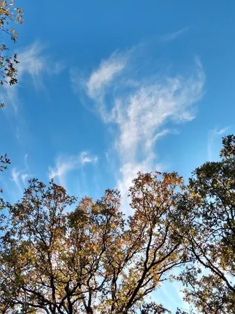 $27,500 | 295 James Fannin Road, Honey Grove, TX 75446