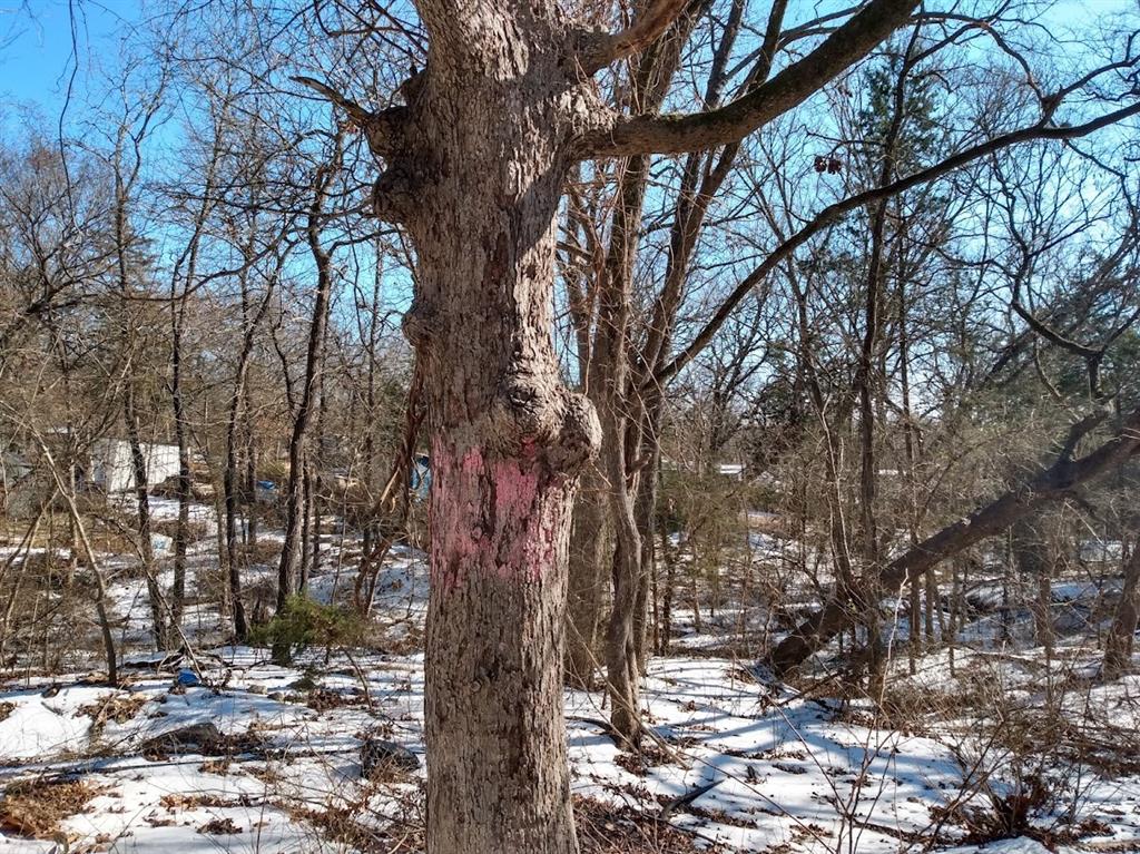 295 James Fannin Road Honey Grove, TX 75446 - Photo 15 of 30 a view of a forest filled with trees