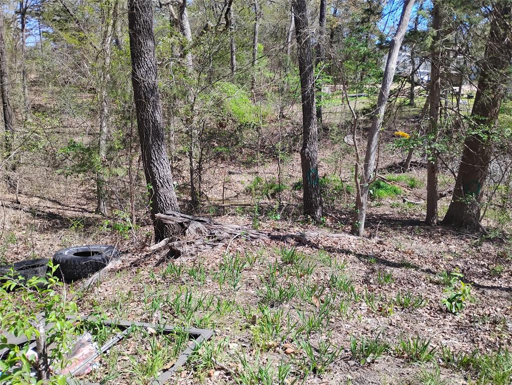 295 James Fannin Road Honey Grove, TX 75446 - Photo 20 of 30 a view of a forest filled with trees