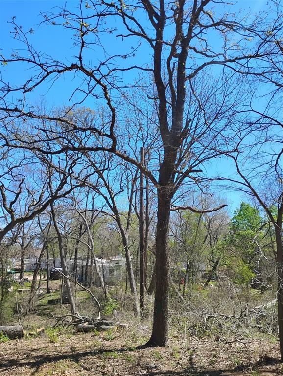 295 James Fannin Road Honey Grove, TX 75446 - Photo 3 of 30 a view of a yard