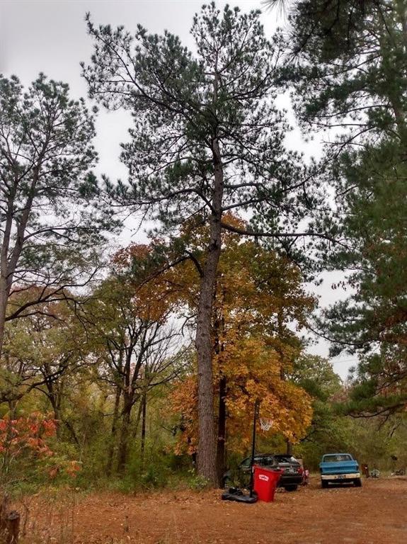 295 James Fannin Road Honey Grove, TX 75446 - Photo 6 of 30 an outdoor space with lots of trees