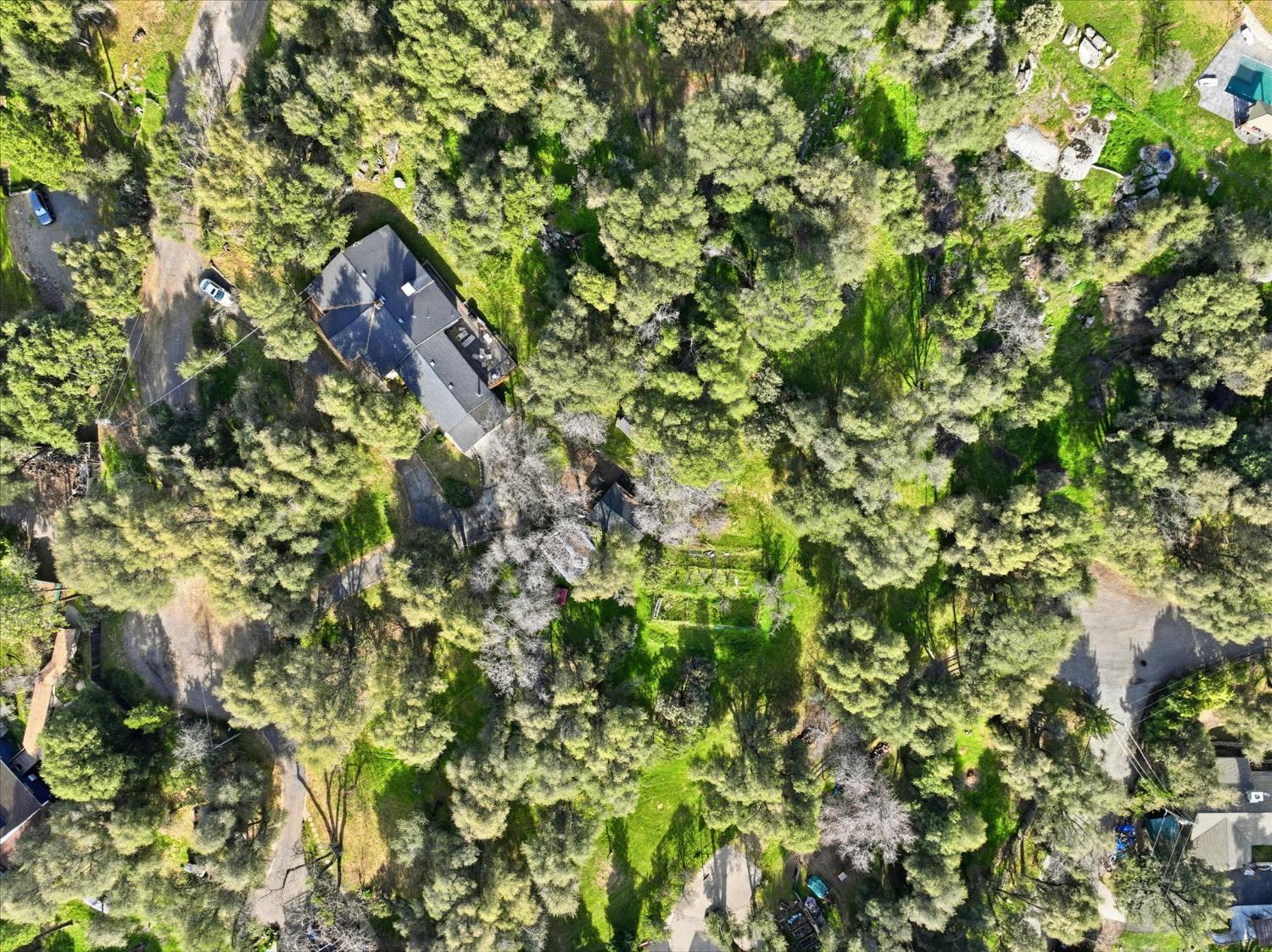 51590 Coyote Ridge Road Oakhurst, CA 93644 - Photo 48 of 49 a view of a tree in a garden