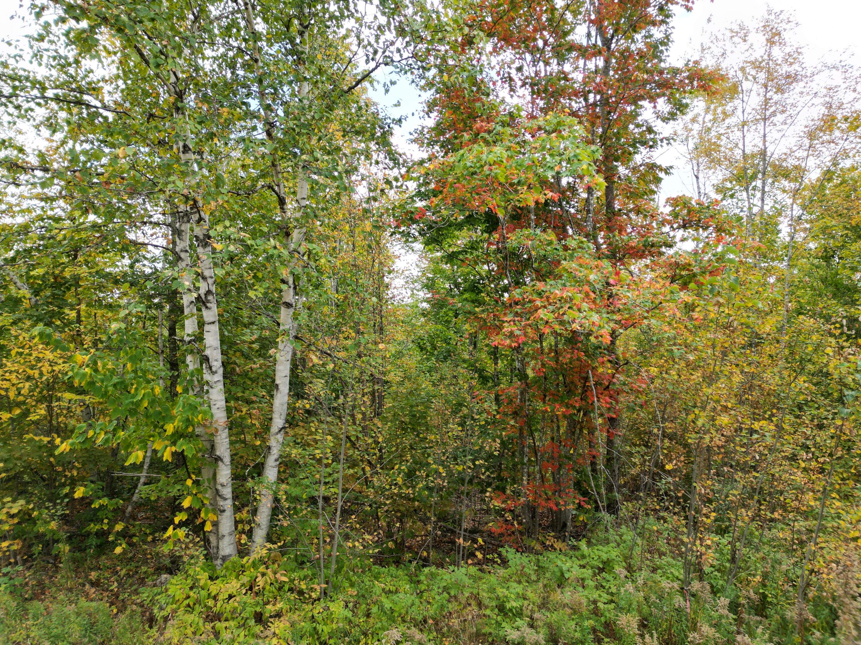 Tbd Forest Lane Carroll Plt, ME 04487 - Photo 14 of 16 DJI_0009