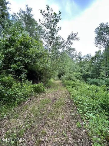 a view of a forest with lots of trees