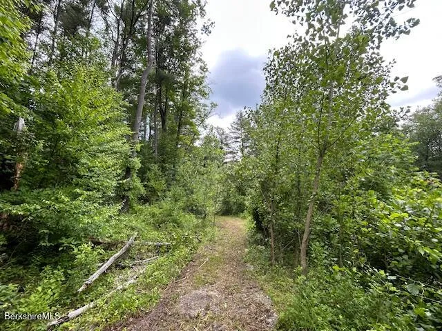 a view of a forest with trees in the background