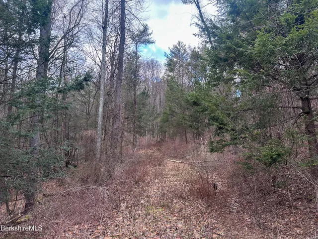 a view of a tree in a yard