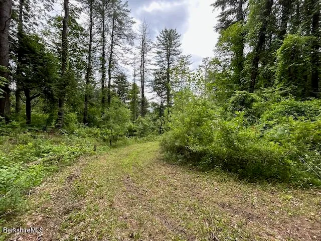 a view of a yard with plants and large trees