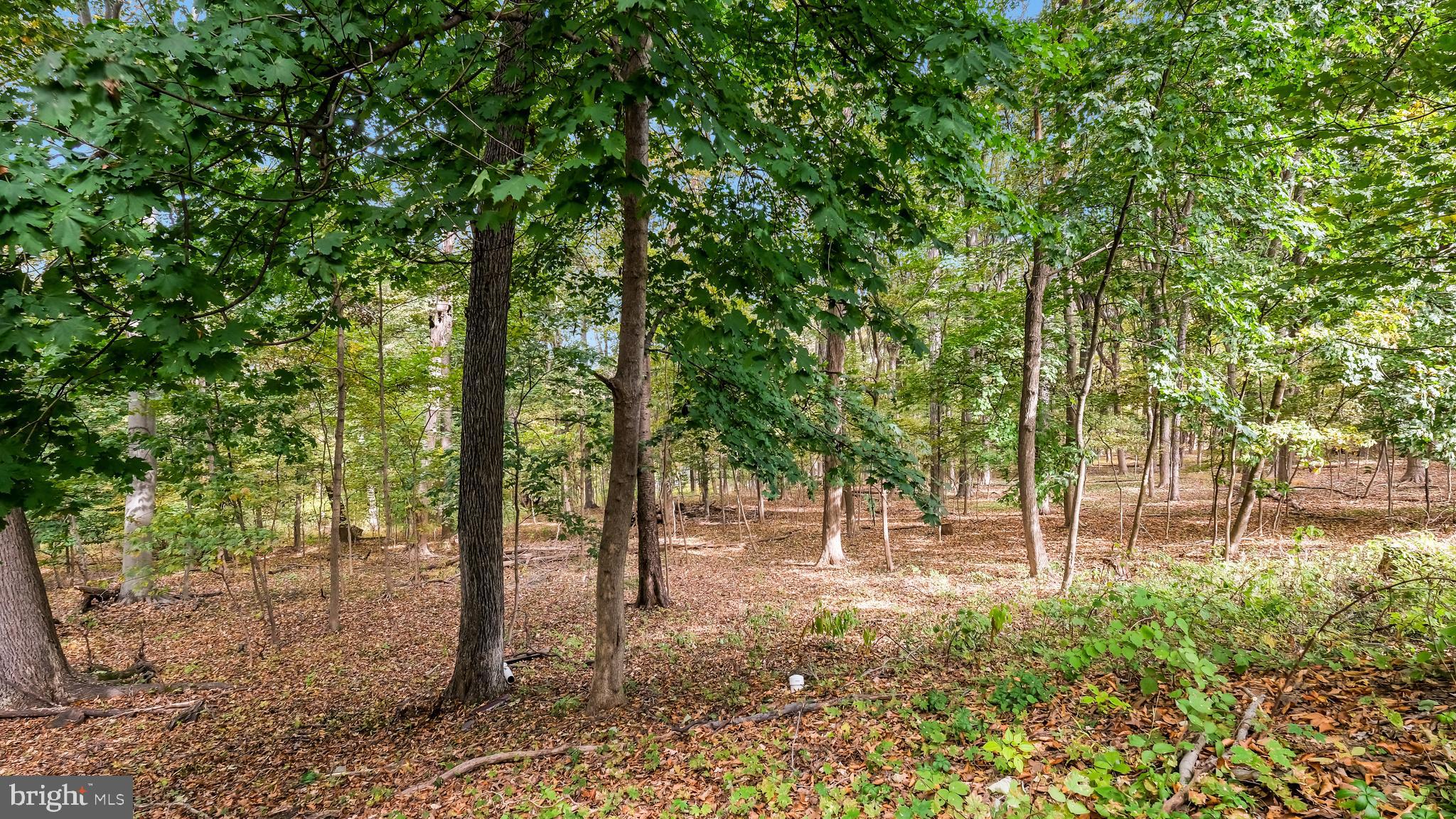 2443 Sugar Bottom Road Furlong, PA 18925 - Photo 14 of 39 a view of yard with trees