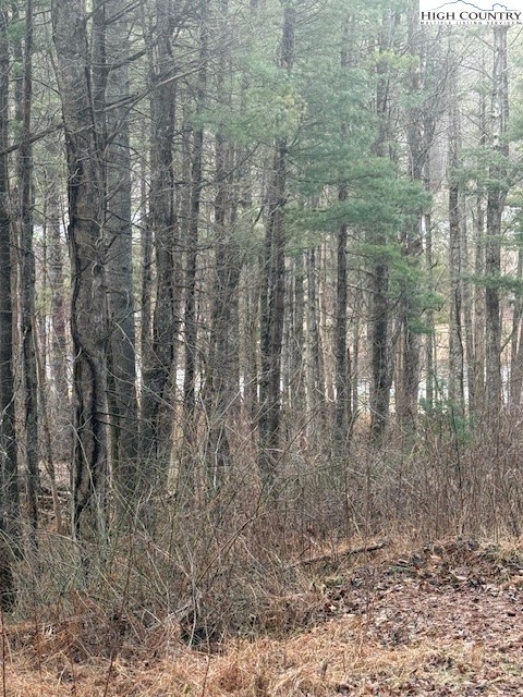 468 Skyline Road West Jefferson, NC 28694 - Photo 2 of 6 a close up of a plant in a yard