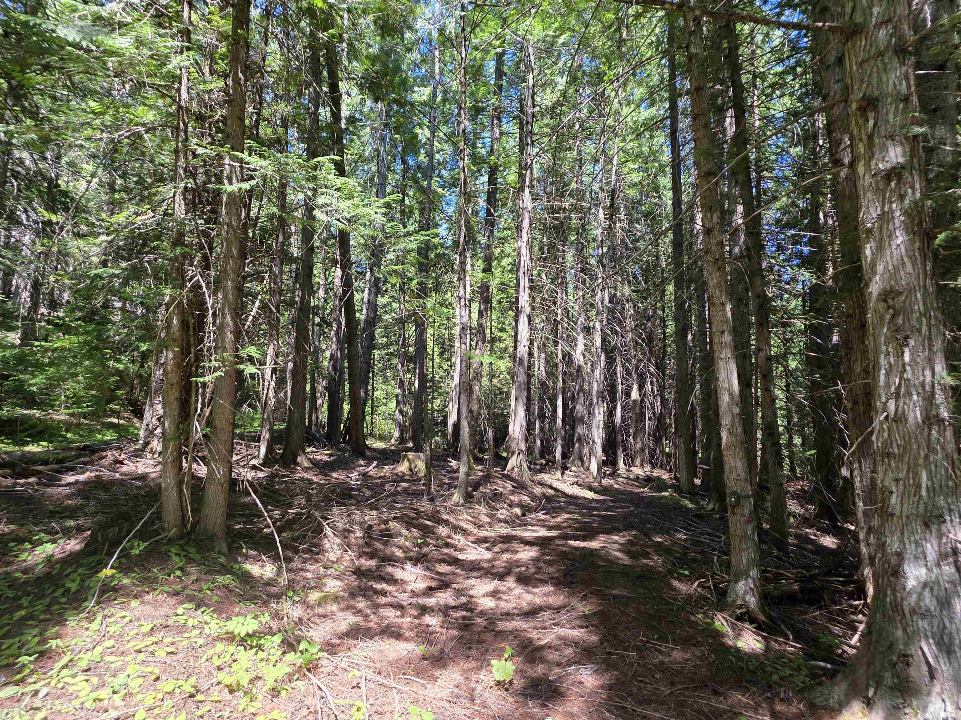 10281 Boundary Road Metaline Falls, WA 99153 - Photo 18 of 18 Gallery Image 18