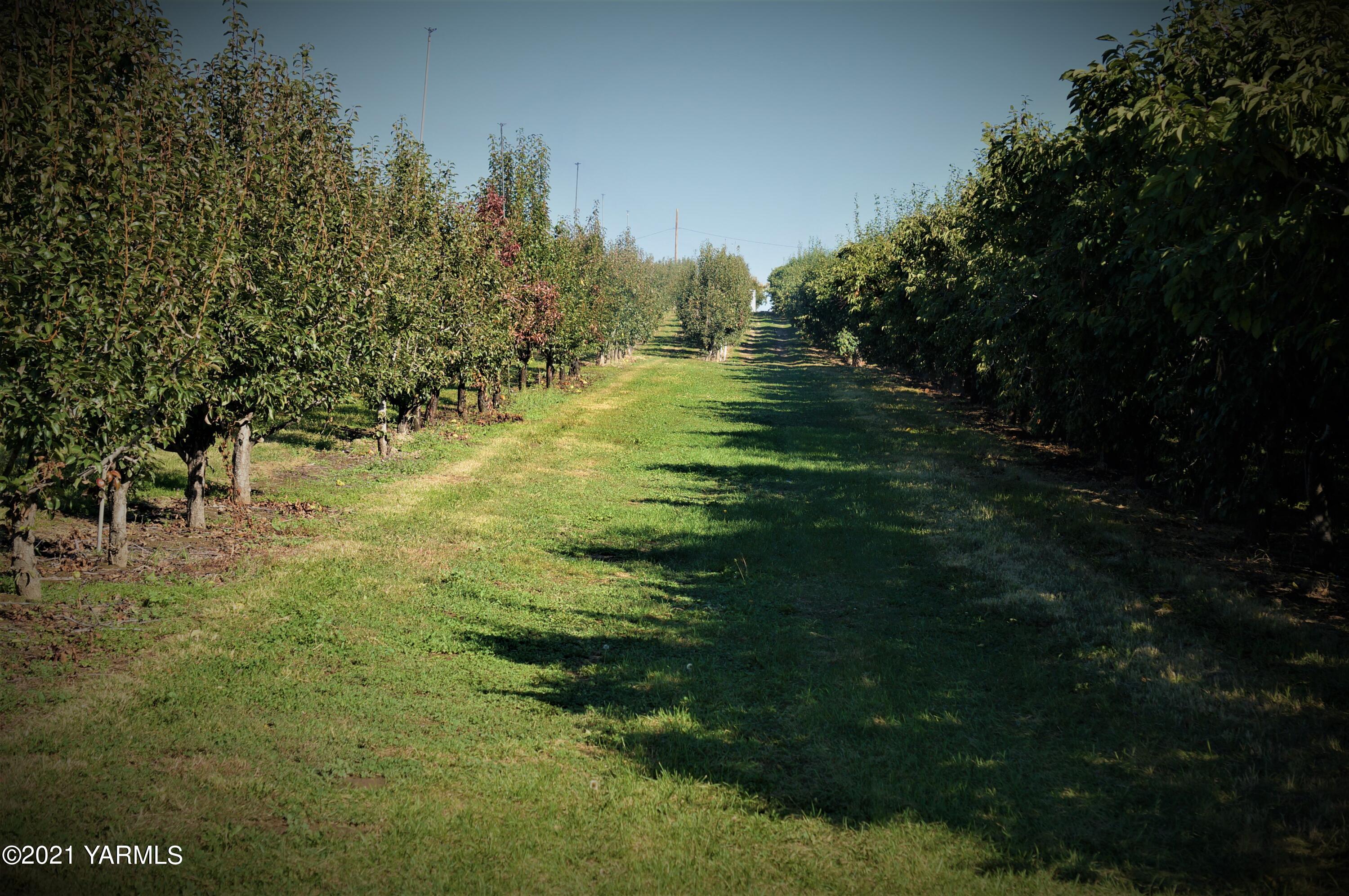 Nka Knight Hill Road Zillah, WA 98953 - Photo 8 of 15 a view of a trees in a yard