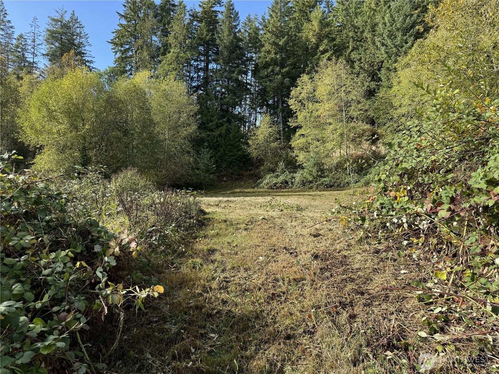 0 Northwest Sigurd Hanson Road Silverdale, WA 98383 - Photo 7 of 24 a view of a yard with a tree
