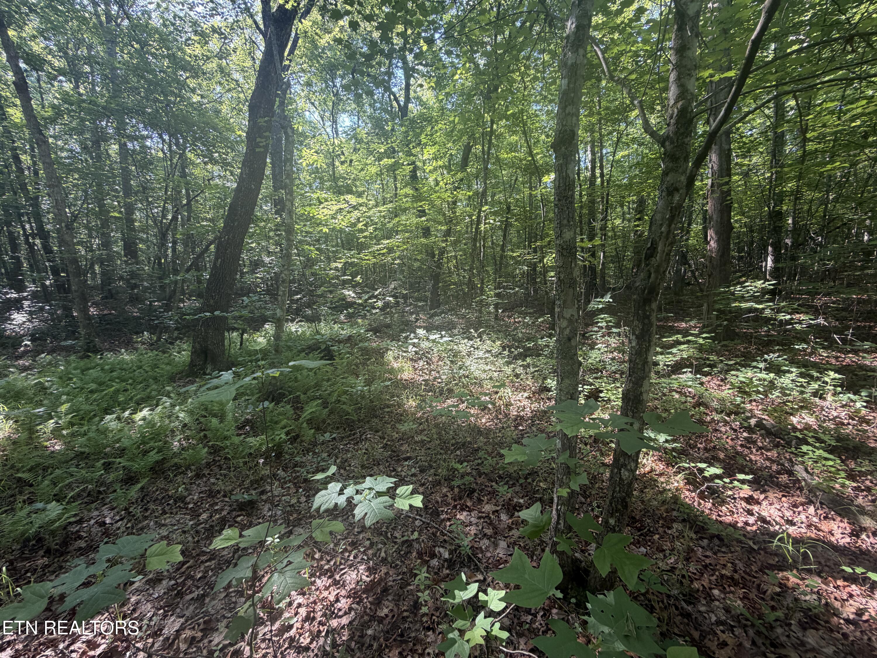 0 Muddy Branch Road Crossville, TN 38571 - Photo 13 of 16 IMG_1103