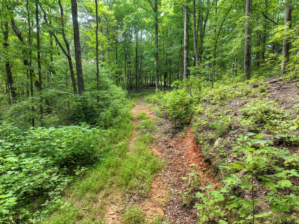 27 R Tanager Trail Ellijay, GA 30536 - Photo 13 of 60 Driveway to building site