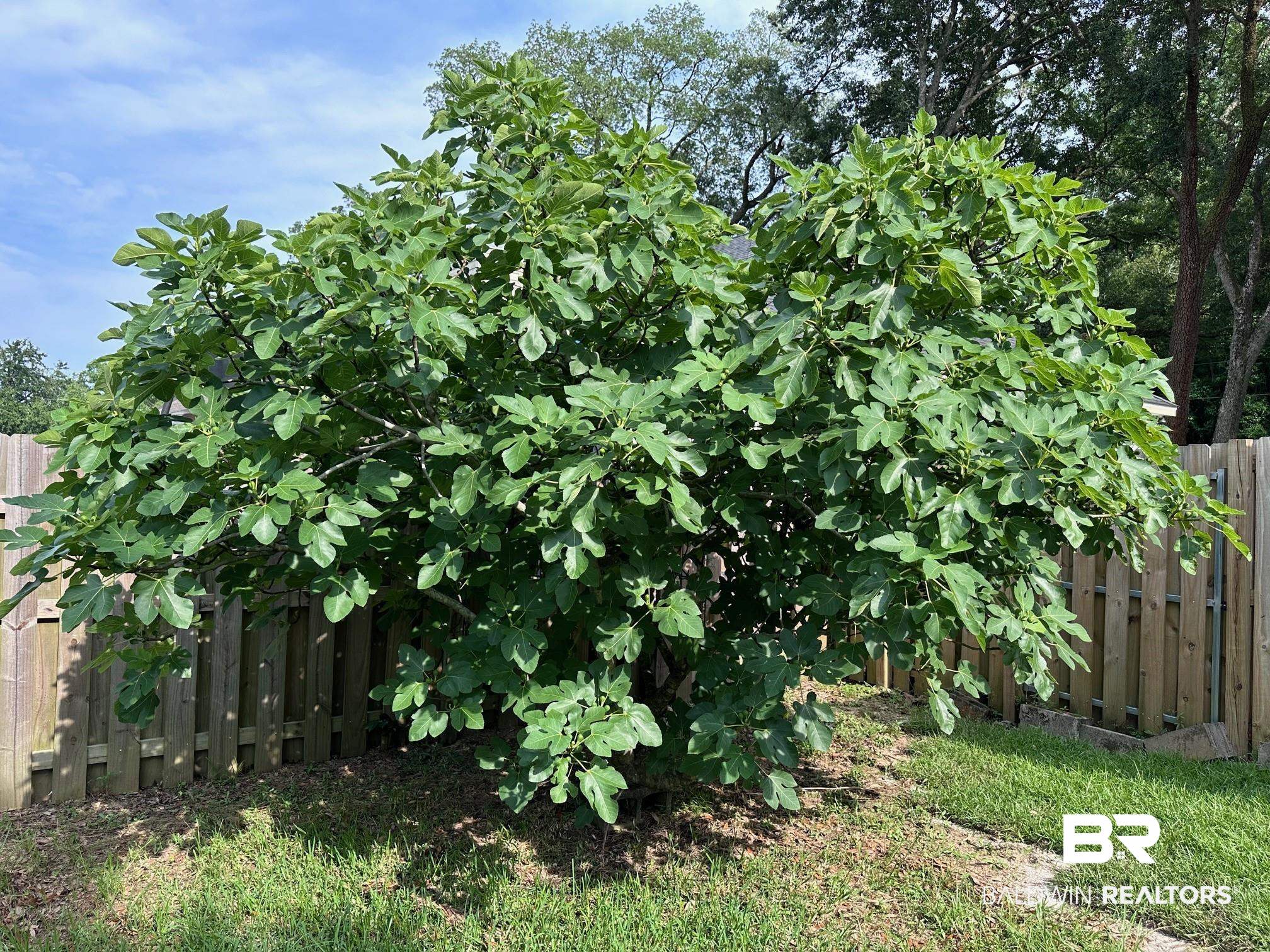 10301 Windmill Road Fairhope, AL 36532 - Photo 16 of 18 Fig Tree