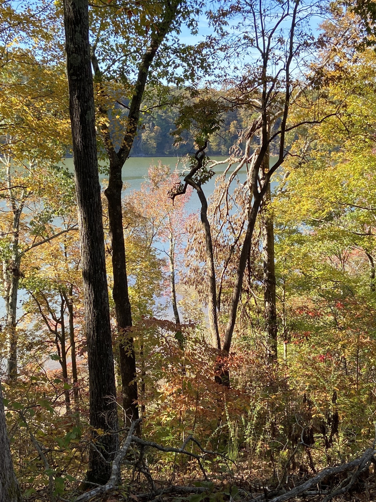 0 Hurricane Creek Road Stewart, TN 37175 - Photo 2 of 12 a view of tree