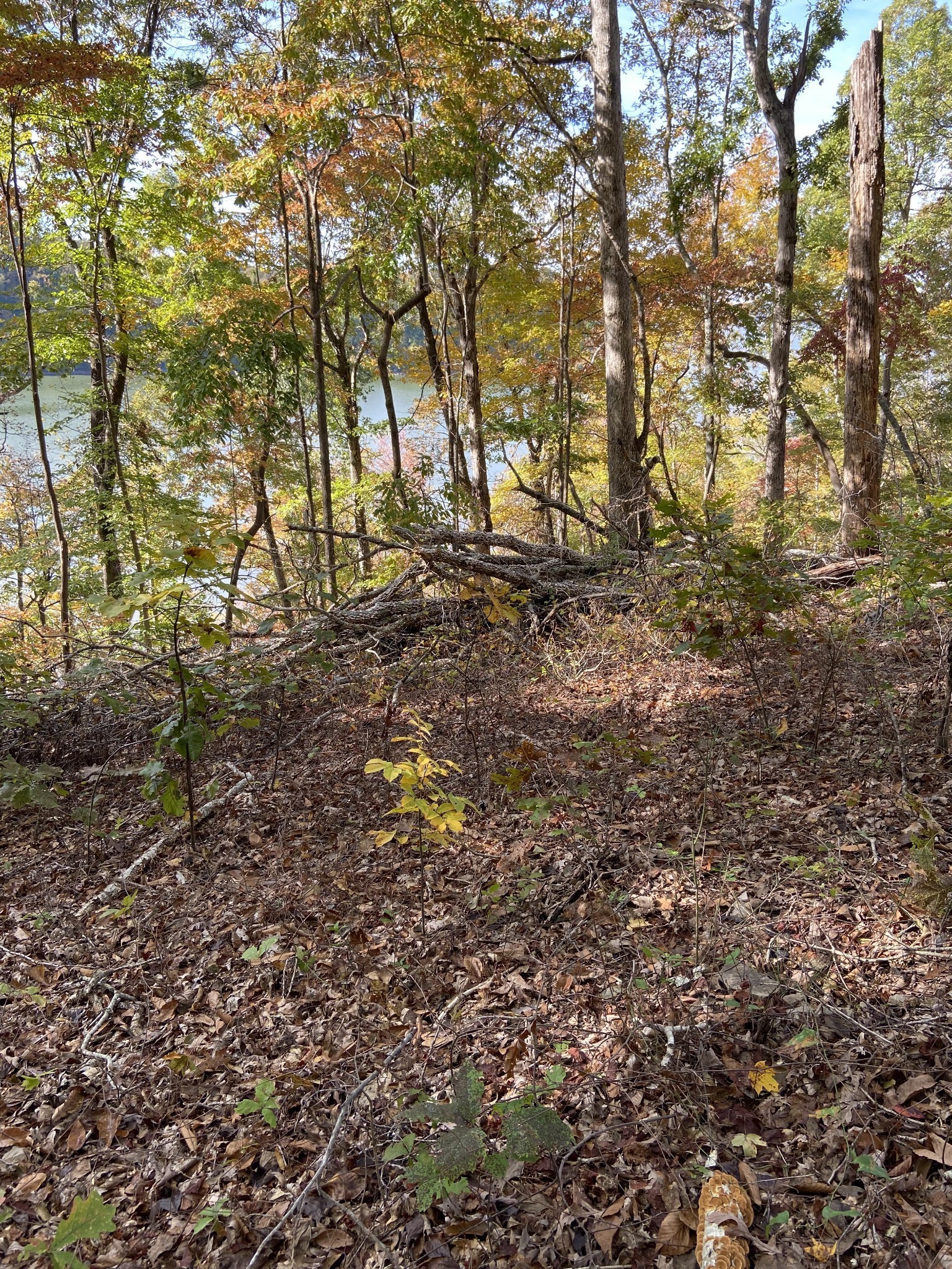 0 Hurricane Creek Road Stewart, TN 37175 - Photo 4 of 12 a view of yard