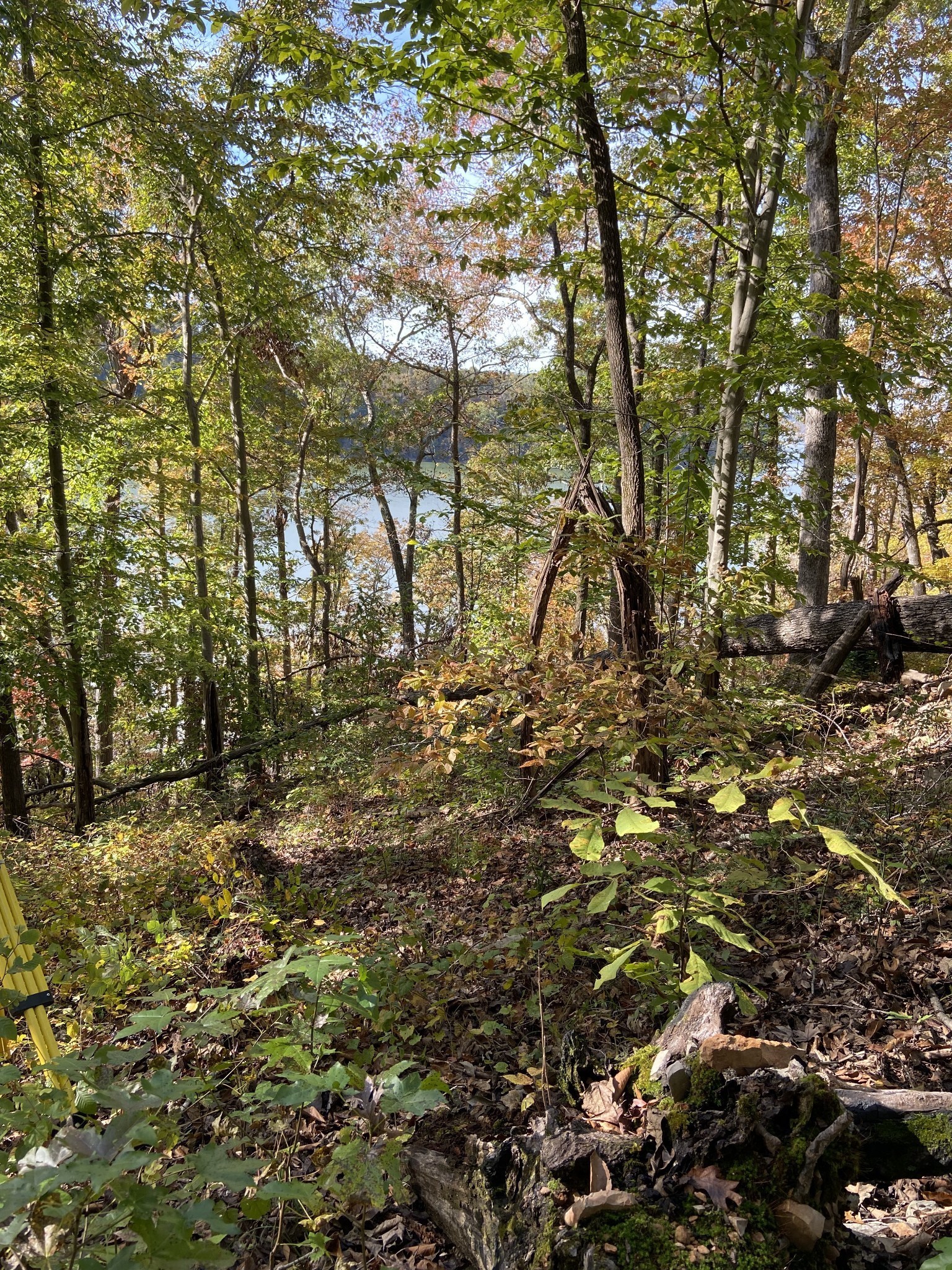 0 Hurricane Creek Road Stewart, TN 37175 - Photo 5 of 12 a view of yard