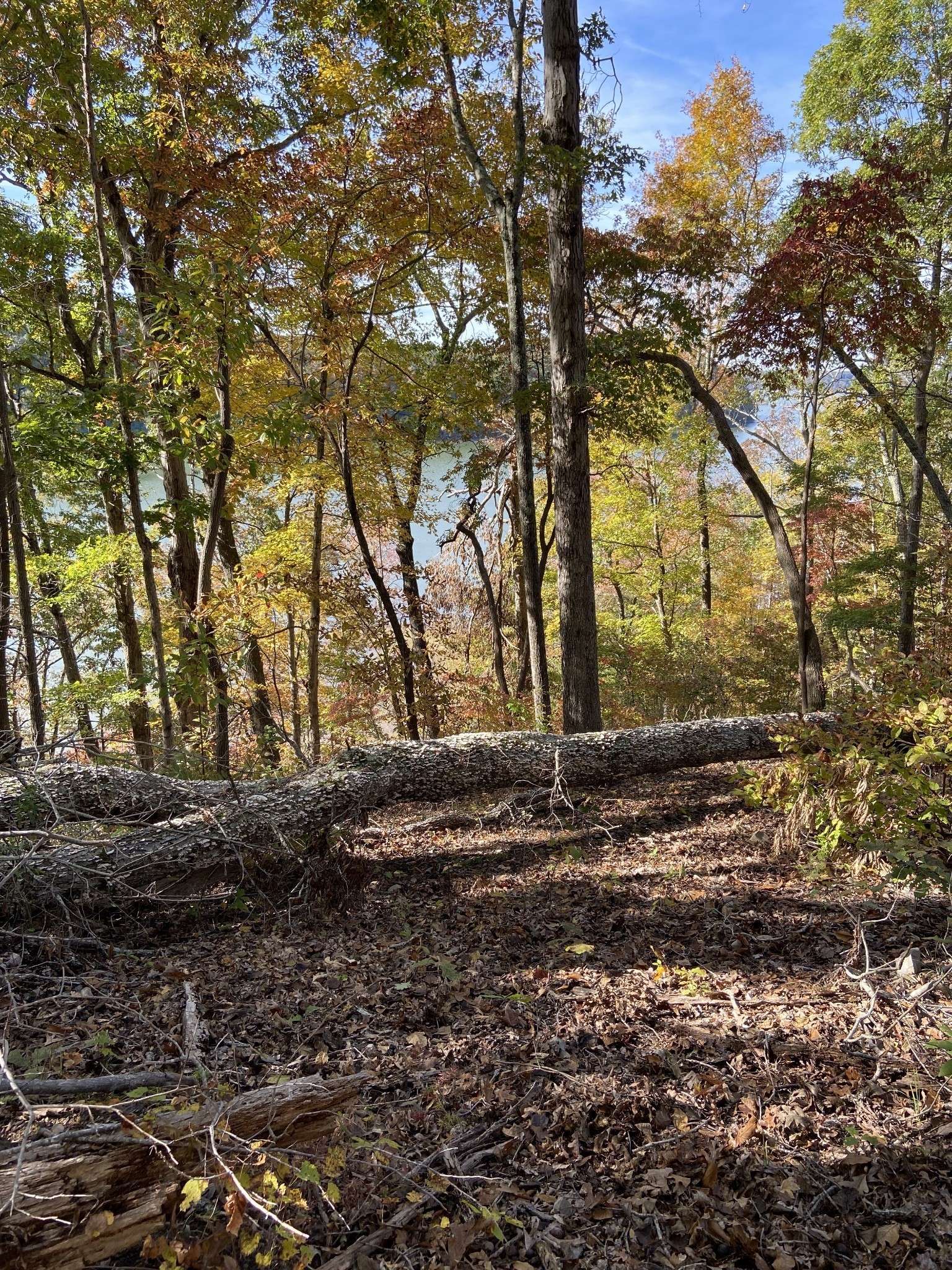 0 Hurricane Creek Road Stewart, TN 37175 - Photo 6 of 12 a backyard of a house with a trees