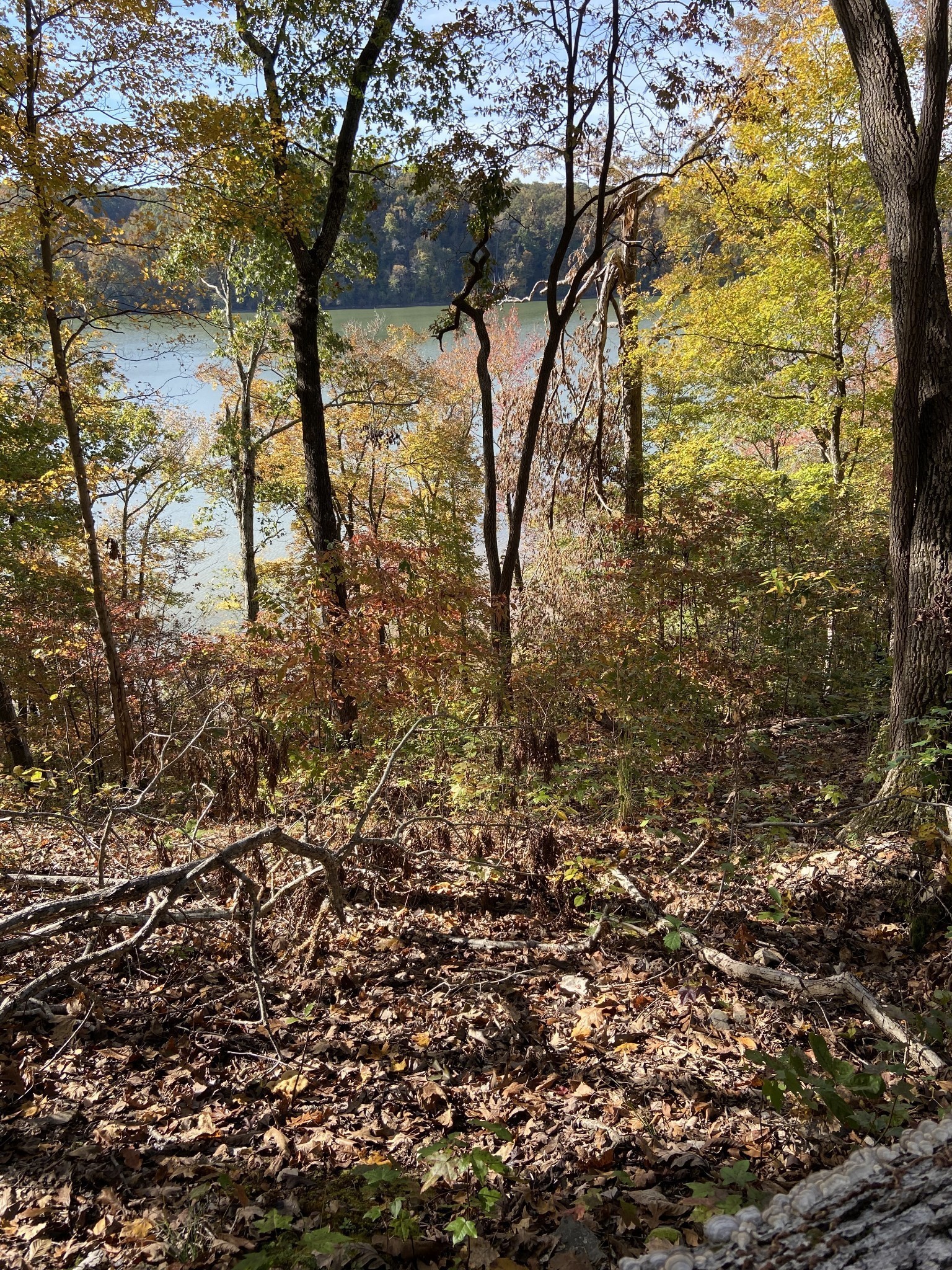 0 Hurricane Creek Road Stewart, TN 37175 - Photo 7 of 12 a view of forest