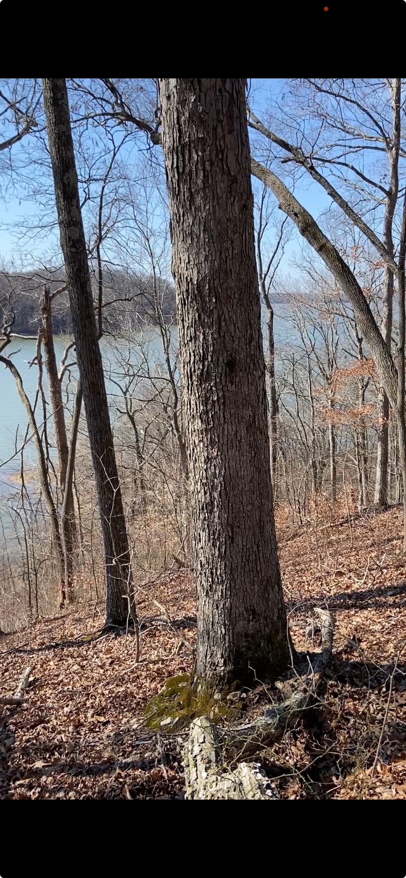 0 Hurricane Creek Road Stewart, TN 37175 - Photo 9 of 12 a view of a backyard