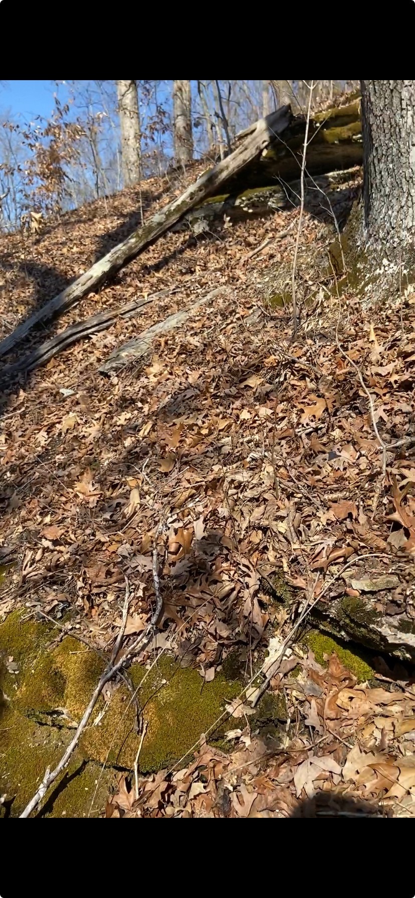 0 Hurricane Creek Road Stewart, TN 37175 - Photo 10 of 12 a view of a yard