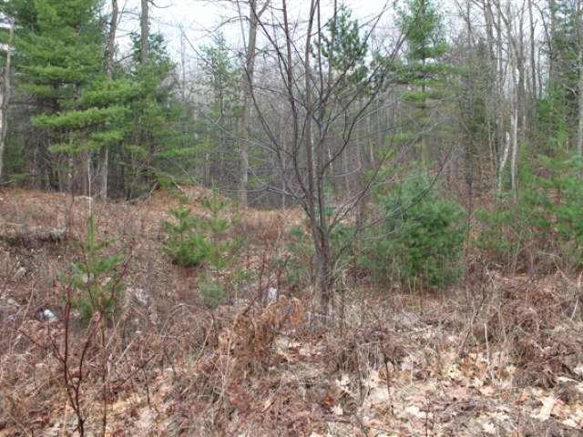 7048 North Bluebird Road Lake Tomahawk, WI 54539 - Photo 14 of 16 Gallery Image 14