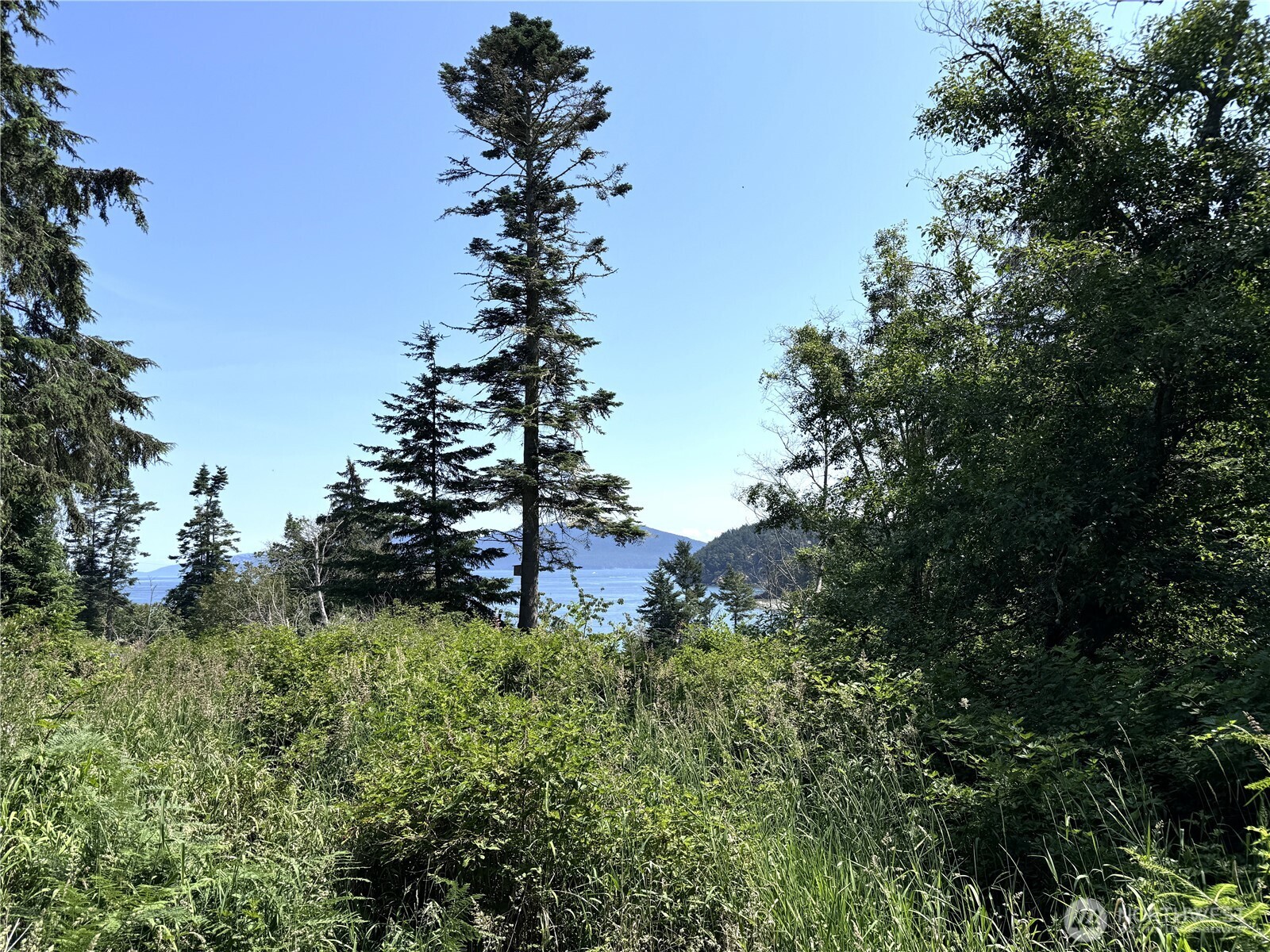 0 Davis Beach Road Anacortes, WA 98221 - Photo 11 of 22 a garden with trees in front of it