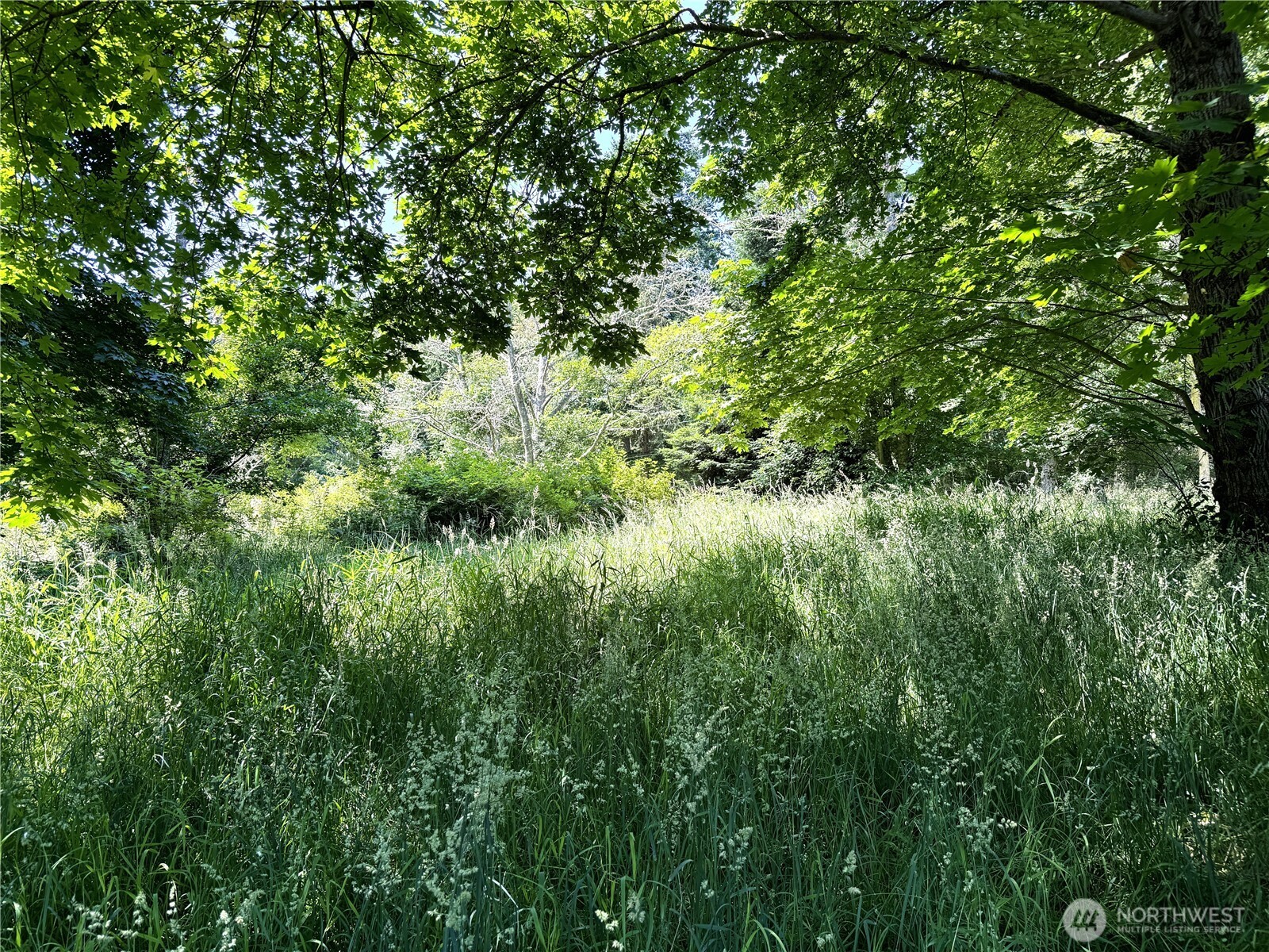 0 Davis Beach Road Anacortes, WA 98221 - Photo 12 of 22 a view of a lush green forest