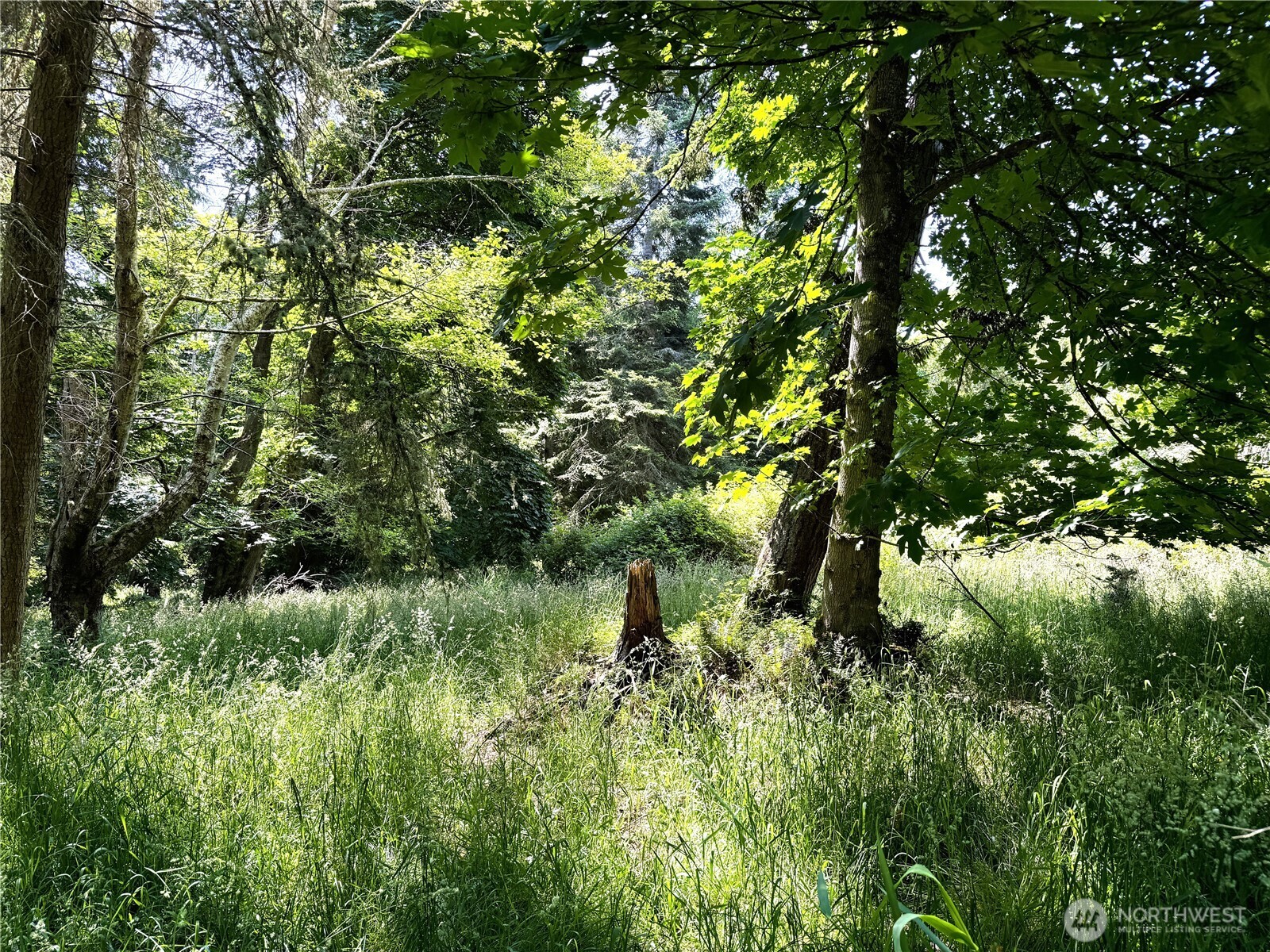 0 Davis Beach Road Anacortes, WA 98221 - Photo 13 of 22 a plant view in yard
