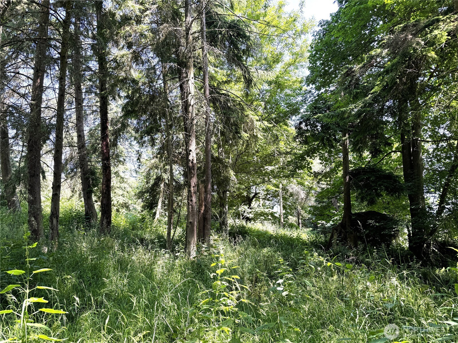 0 Davis Beach Road Anacortes, WA 98221 - Photo 15 of 22 a view of a green field with lots of bushes