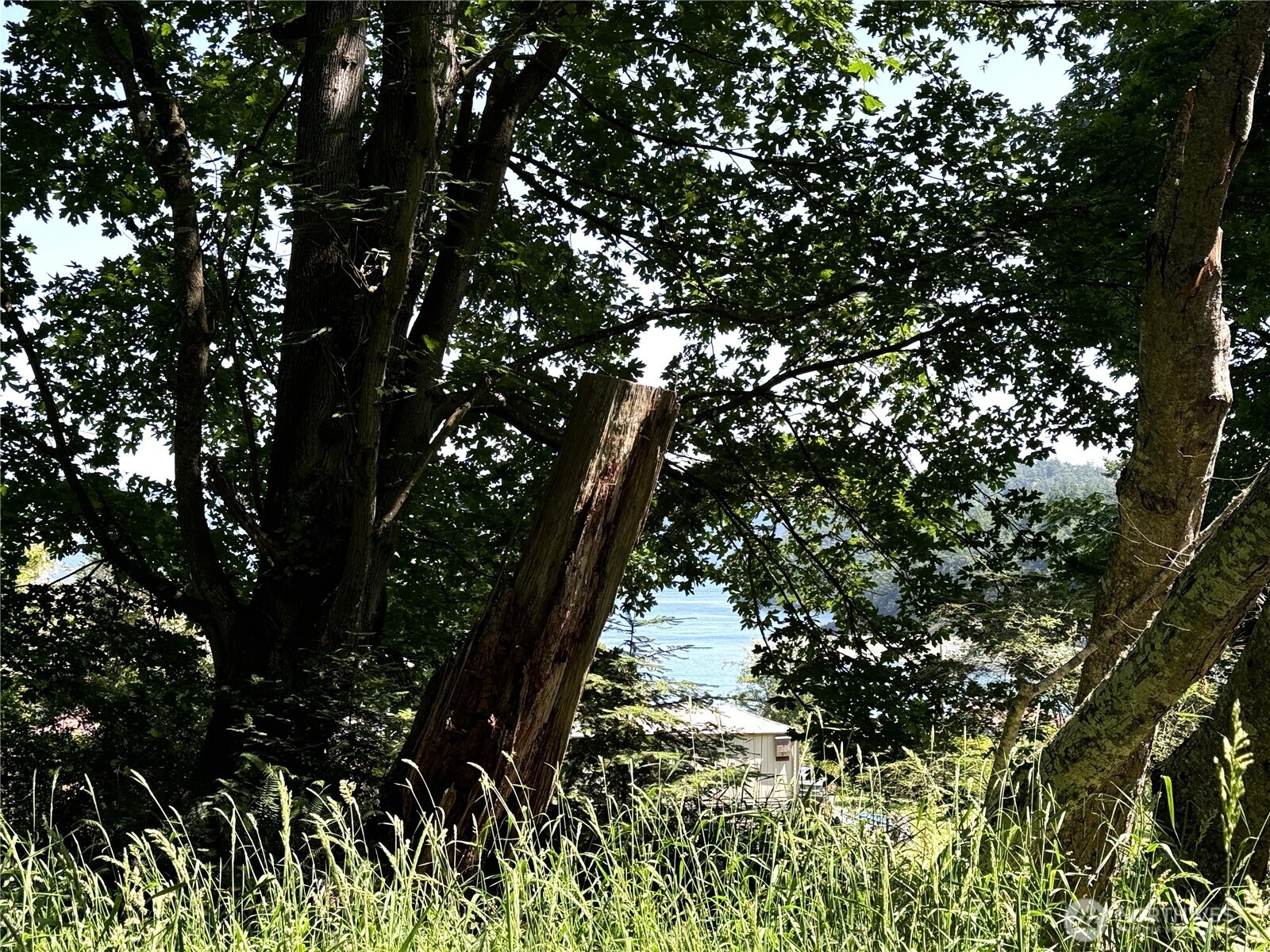 0 Davis Beach Road Anacortes, WA 98221 - Photo 16 of 22 a picture of tree