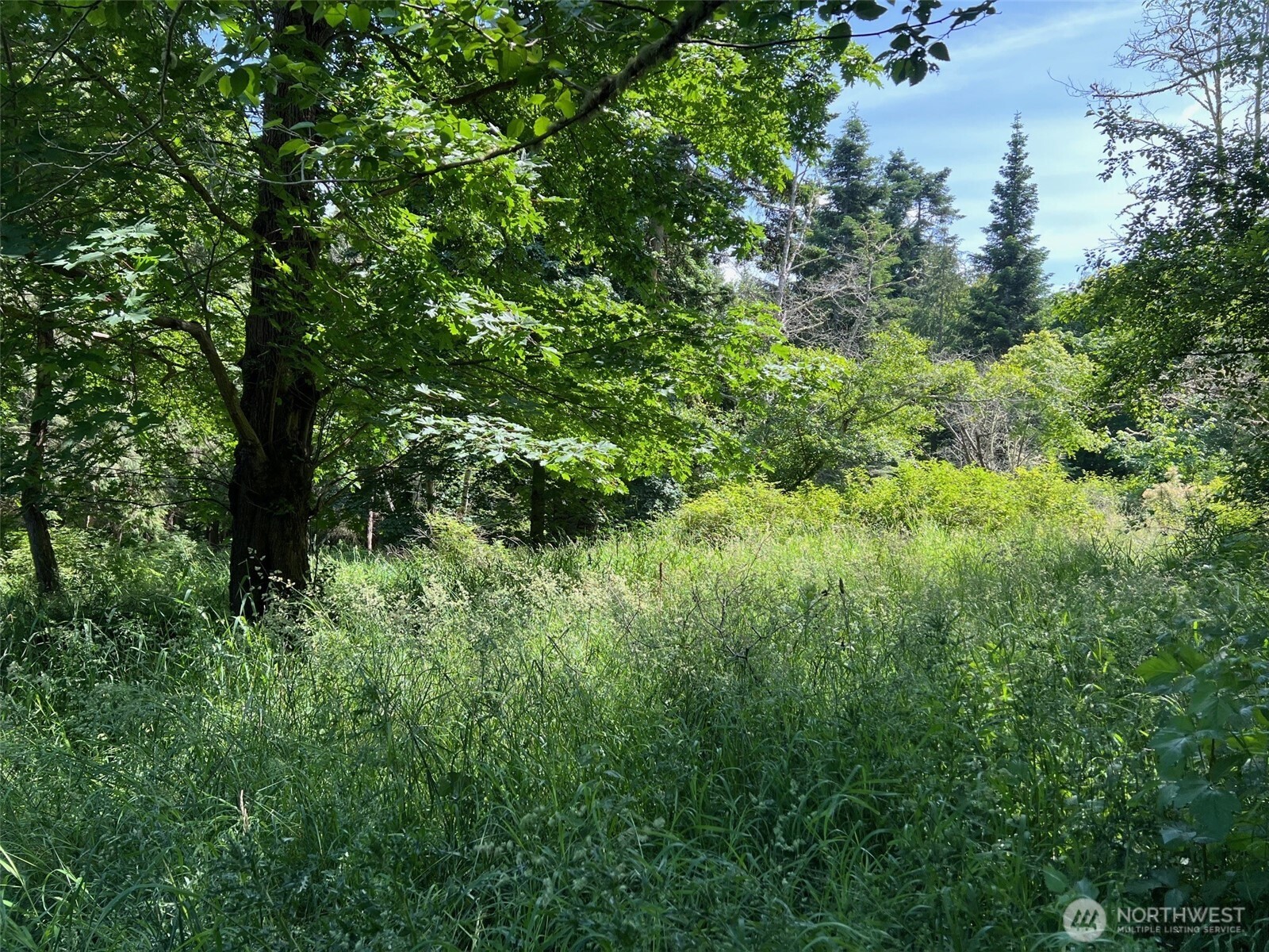 0 Davis Beach Road Anacortes, WA 98221 - Photo 17 of 22 a view of a lush green forest with lawn chairs and plants