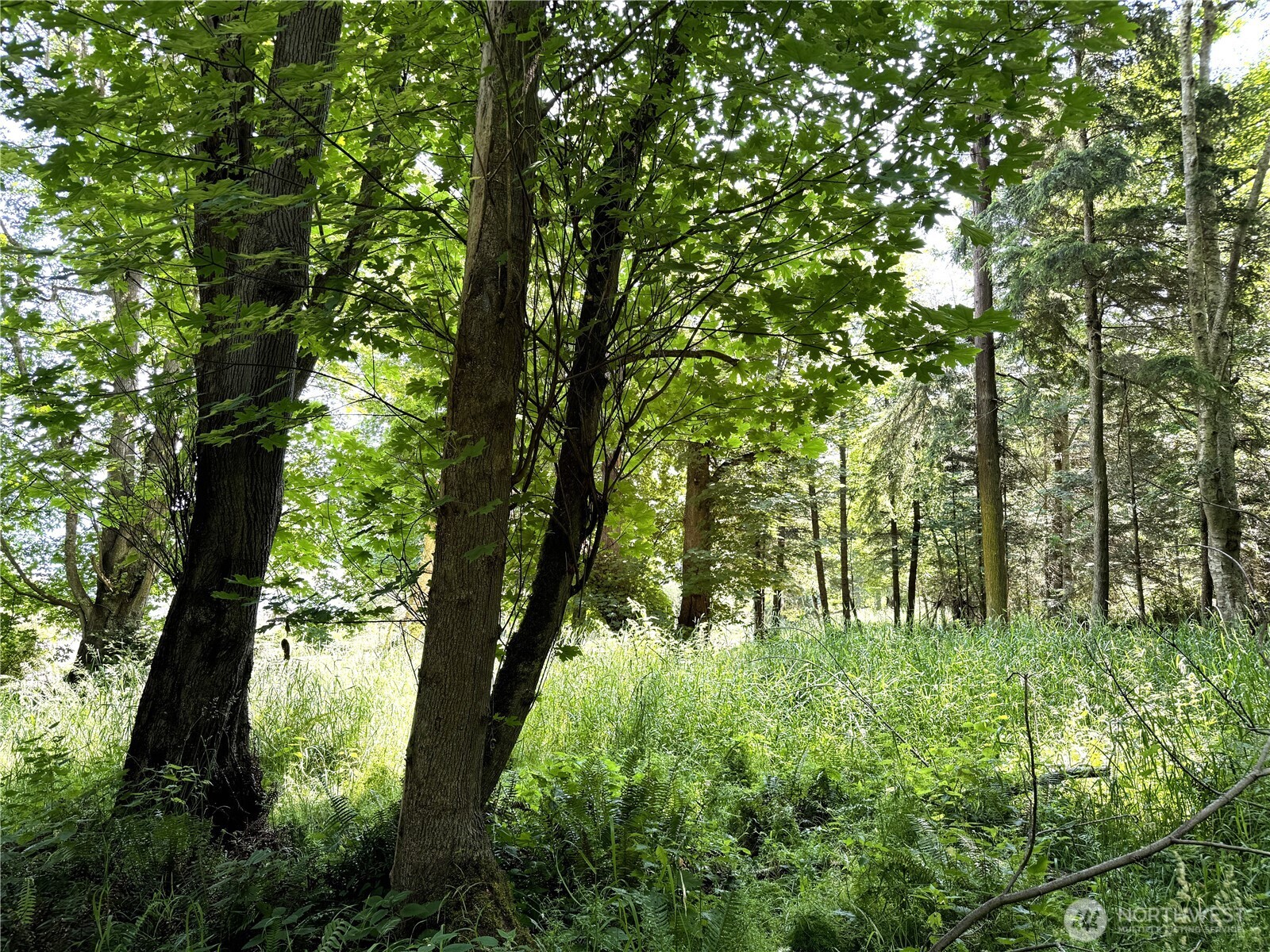 0 Davis Beach Road Anacortes, WA 98221 - Photo 7 of 22 a lush green forest with lots of trees