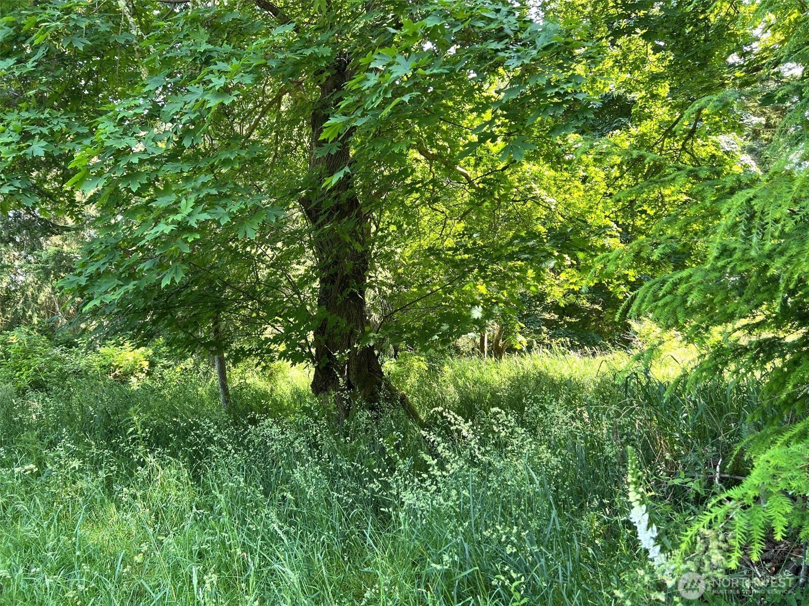 0 Davis Beach Road Anacortes, WA 98221 - Photo 8 of 22 a view of a lush green forest