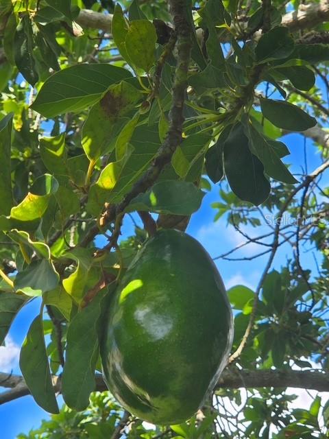632 Blenheim Loop Winter Springs, FL 32708 - Photo 53 of 55 a view of a plant