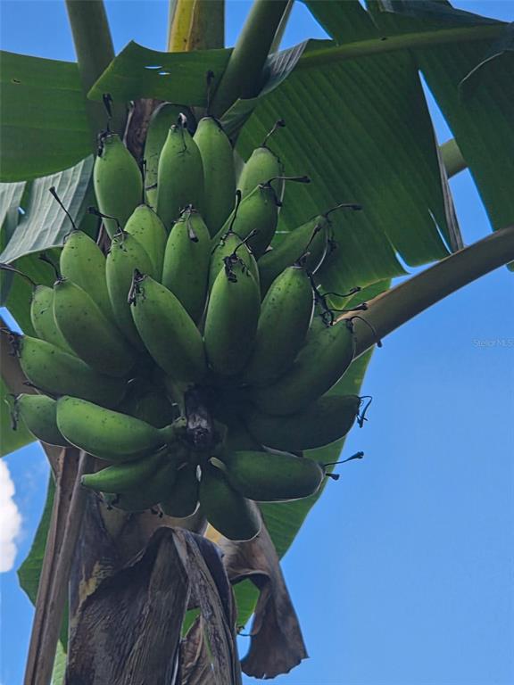 632 Blenheim Loop Winter Springs, FL 32708 - Photo 54 of 55 a view of banana tree