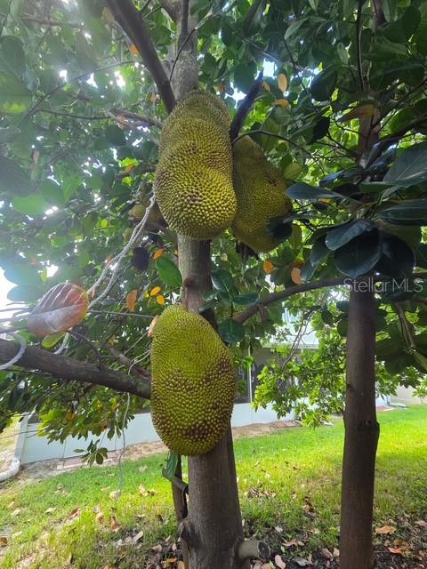 632 Blenheim Loop Winter Springs, FL 32708 - Photo 55 of 55 a view of a garden